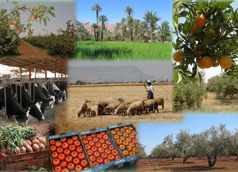 secteur agricole rwanda