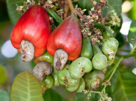 0603-64498-benin-le-prix-plancher-de-la-noix-de-cajou-est-fixe-a-400-fcfakg-en-20182019_M
